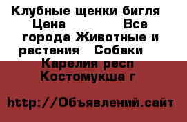 Клубные щенки бигля › Цена ­ 30 000 - Все города Животные и растения » Собаки   . Карелия респ.,Костомукша г.